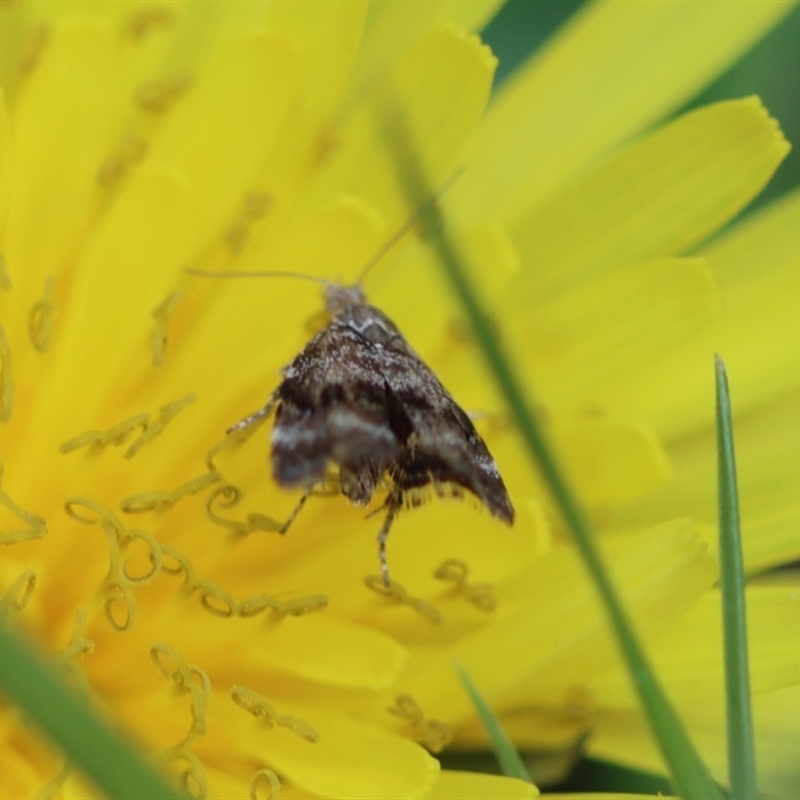 Asterivora (genus)