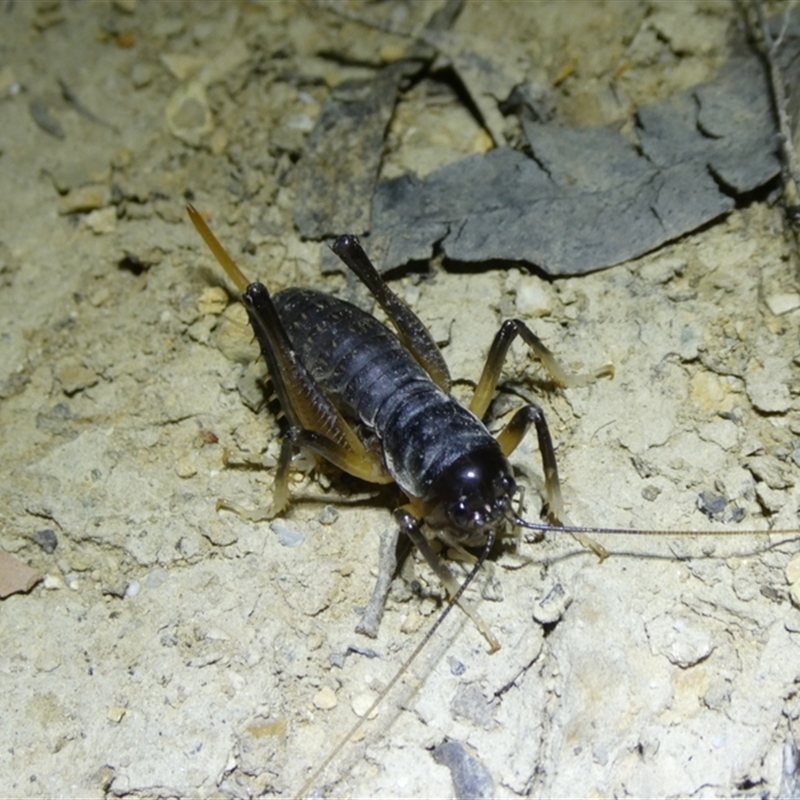 Stenopelmatidae sp. (family)