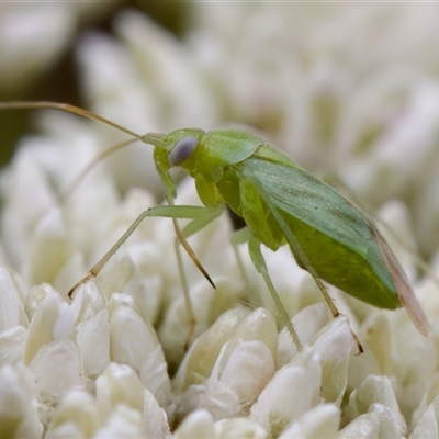 Taylorilygus apicalis