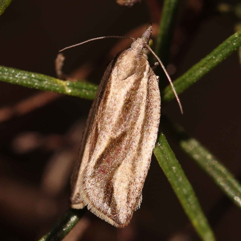 Epiphyas aulacana