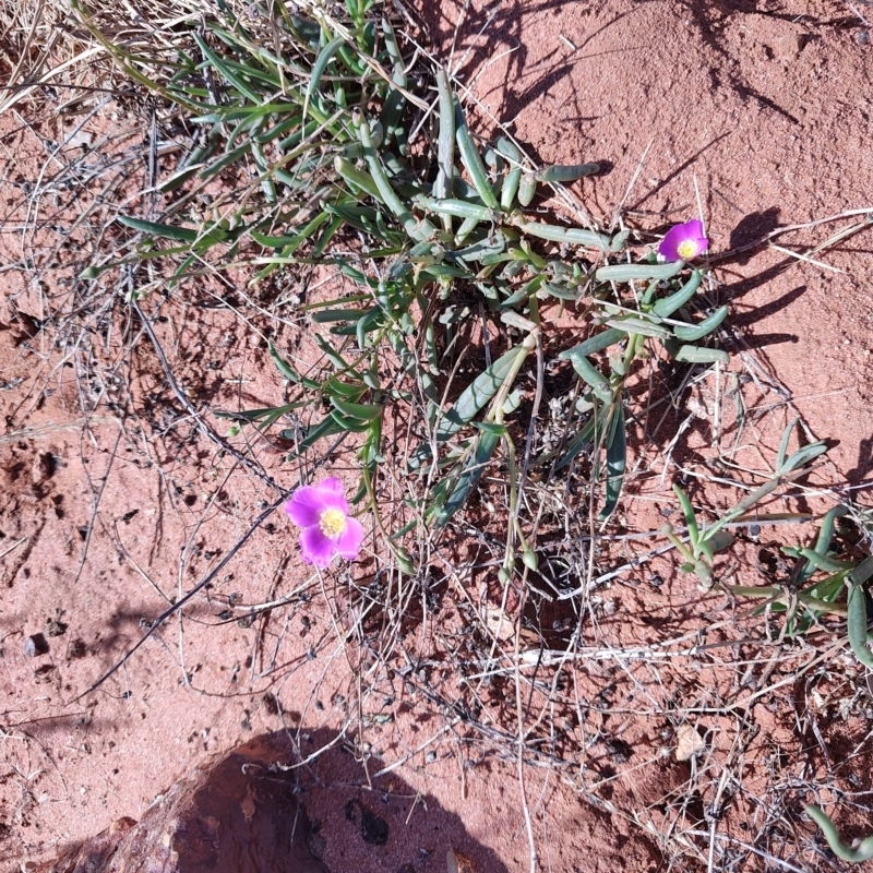 Calandrinia ptychosperma