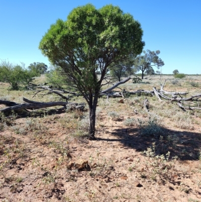 Eremophila mitchellii