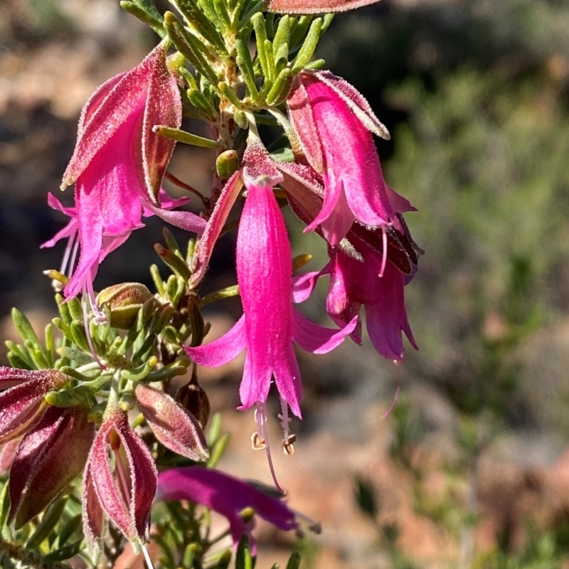 Eremophila latrobei subsp. glabra