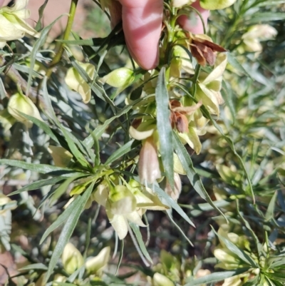 Eremophila alatisepala