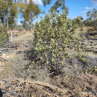 Eremophila oppositifolia subsp. rubra