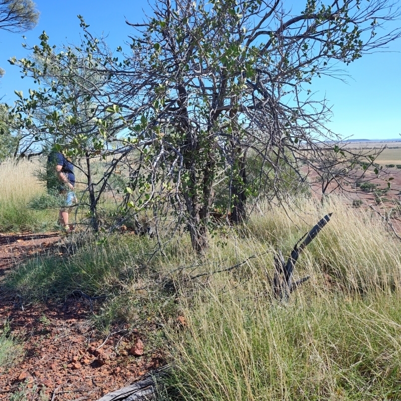 Capparis lasiantha