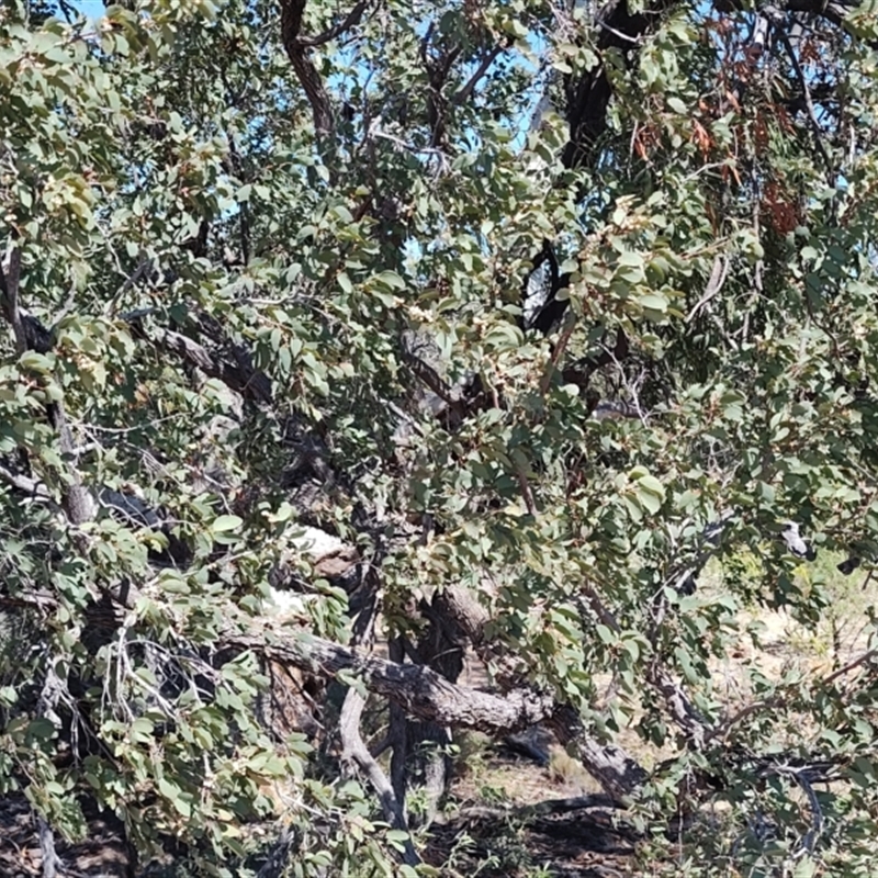 Capparis lasiantha