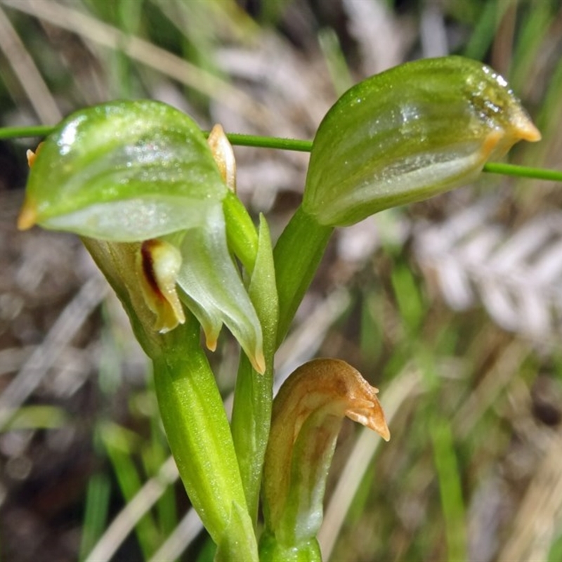 Bunochilus montanus (ACT) = Pterostylis jonesii (NSW)