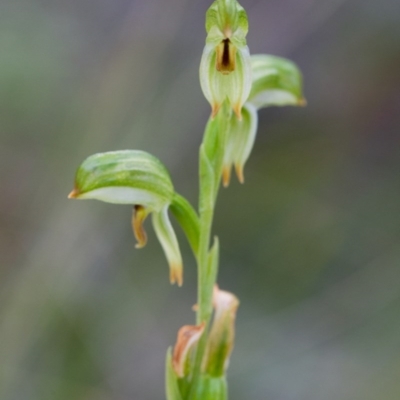 Bunochilus montanus