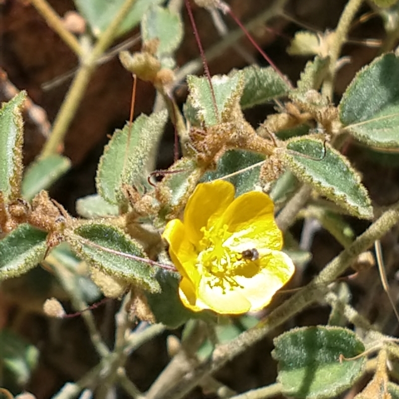 Sida (Genus)