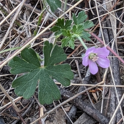 Geranium sp.2