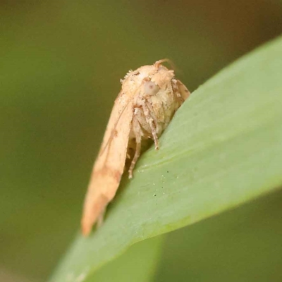 Cryptoptila (genus)