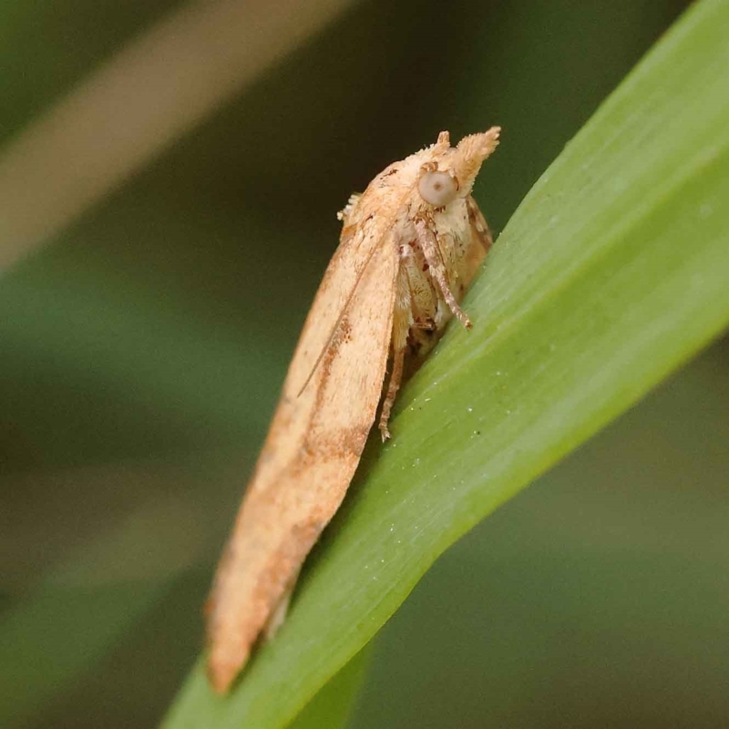 Cryptoptila (genus)