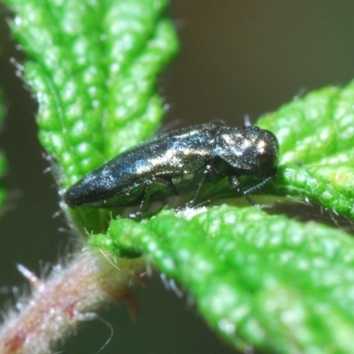 Aaaaba fossicollis