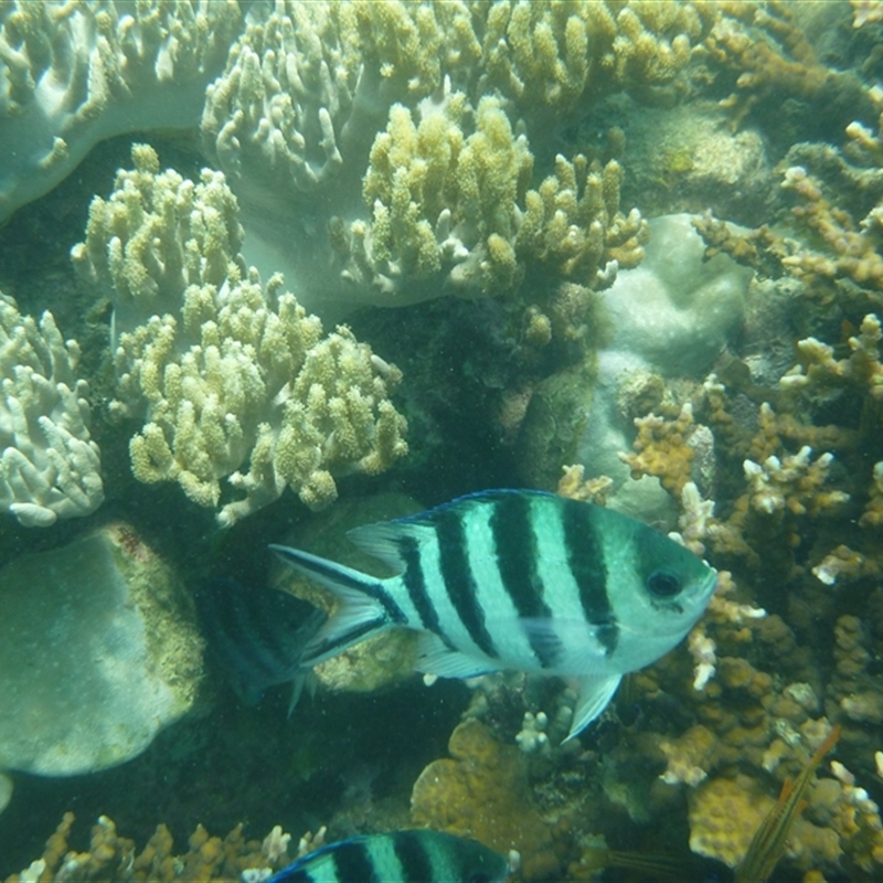Abudefduf sexfasciatus
