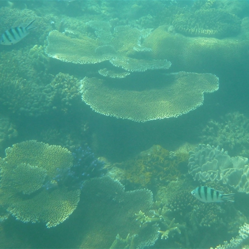 Abudefduf sexfasciatus