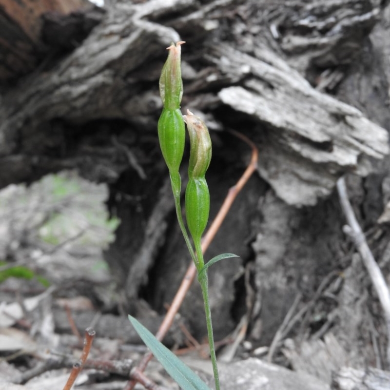 Bunochilus sp.