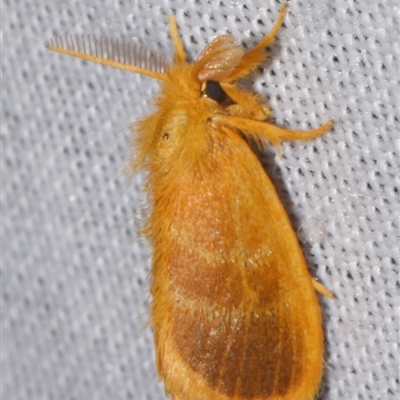 Euproctis lucifuga