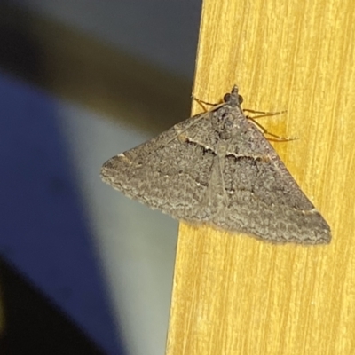 Dichromodes mesogonia