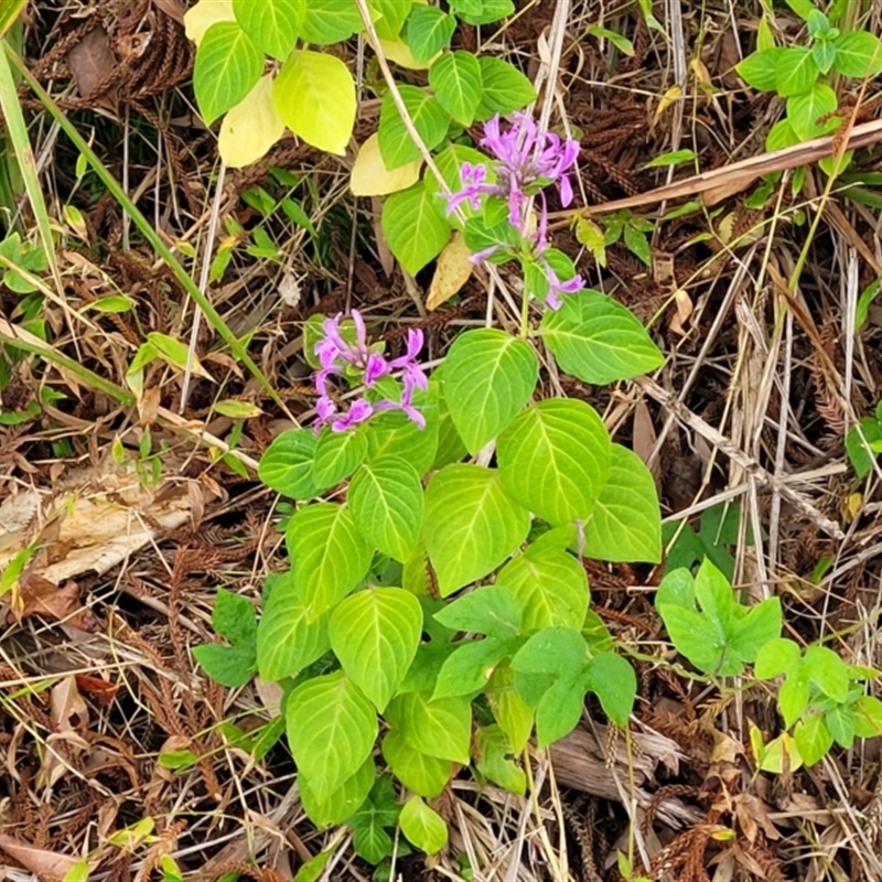 Hypoestes aristata