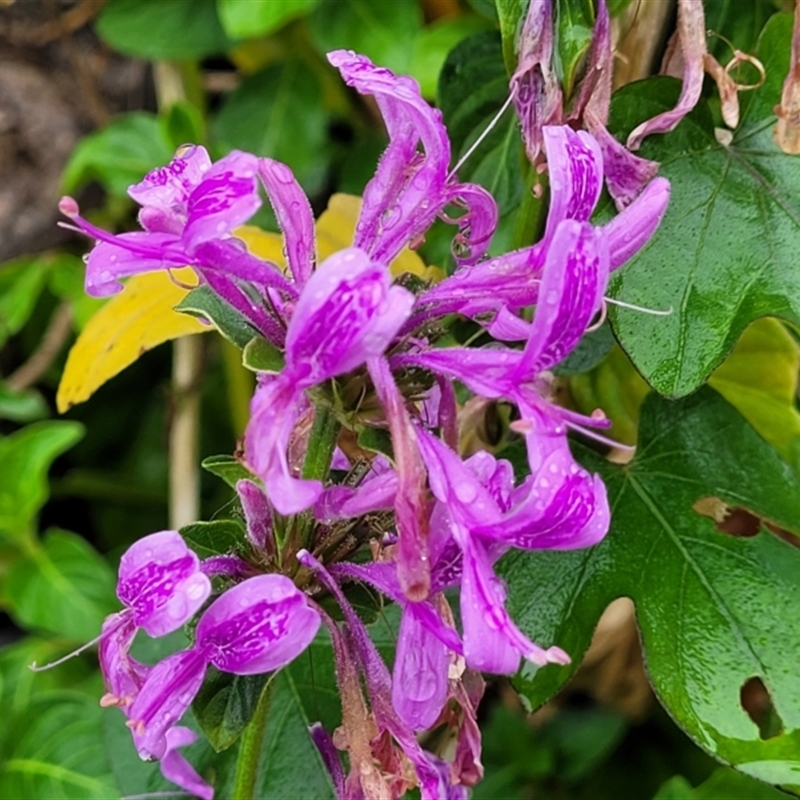 Hypoestes aristata