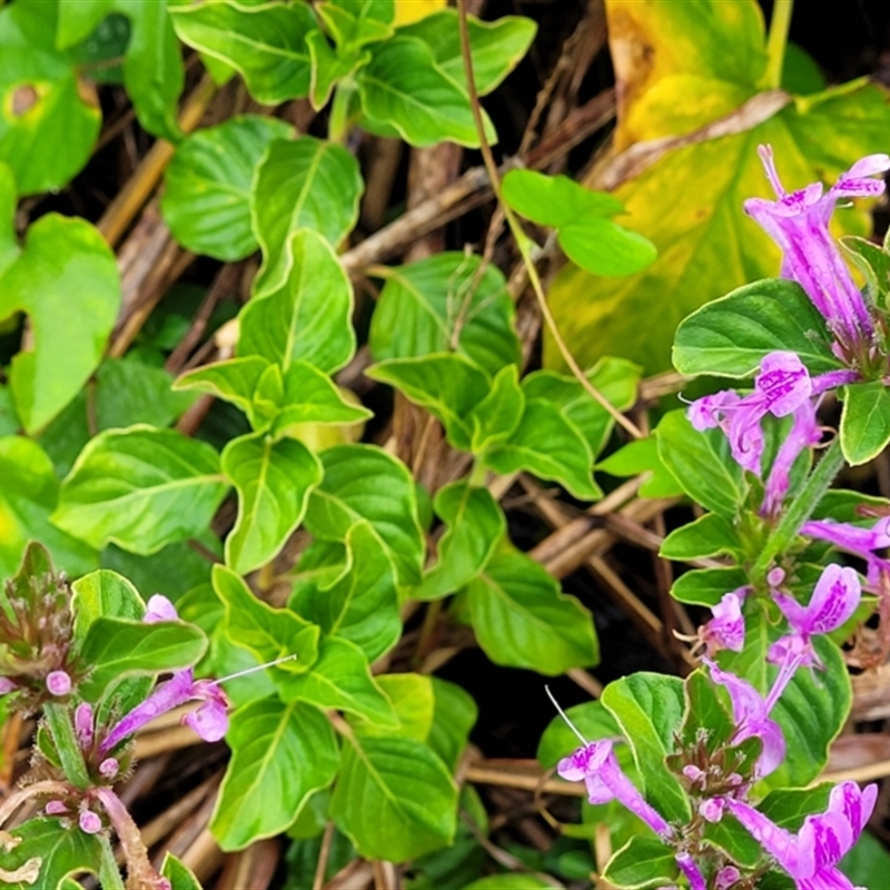 Hypoestes aristata