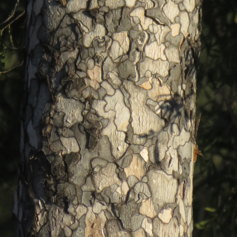 Flindersia maculosa