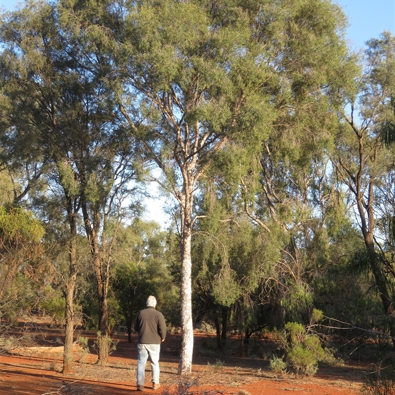 Flindersia maculosa