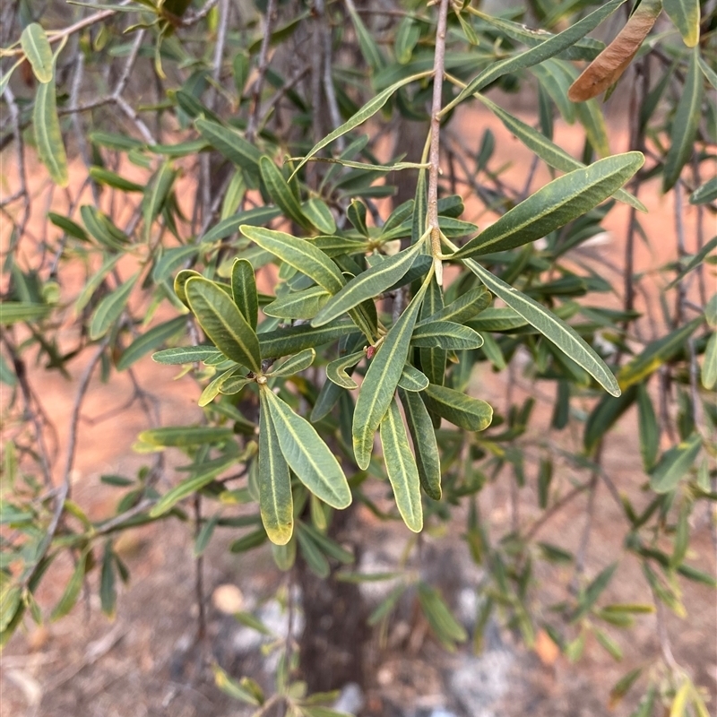 Flindersia maculosa