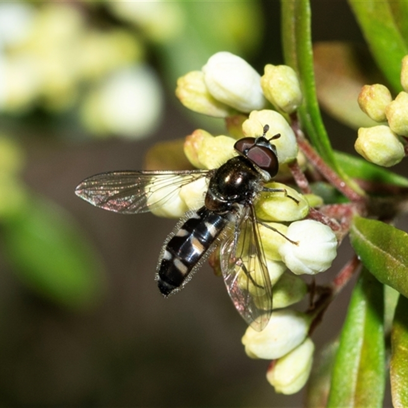 Melangyna collatus