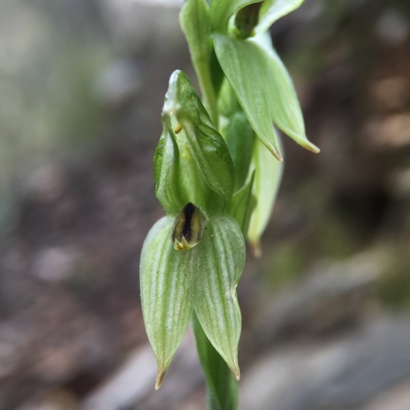 Bunochilus umbrinus (ACT) = Pterostylis umbrina (NSW)