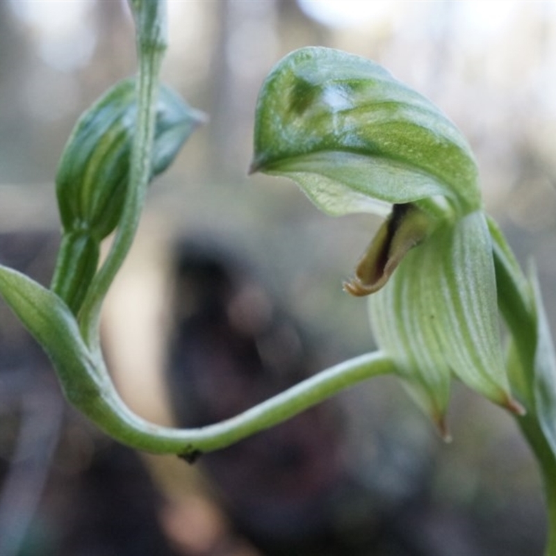 Bunochilus umbrinus (ACT) = Pterostylis umbrina (NSW)