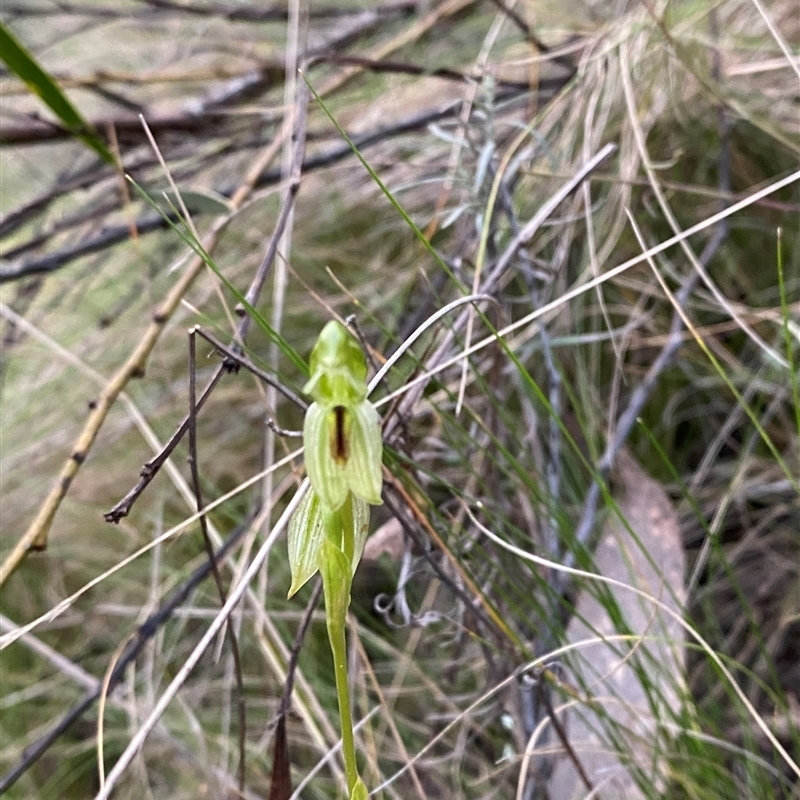 Bunochilus umbrinus (ACT) = Pterostylis umbrina (NSW)