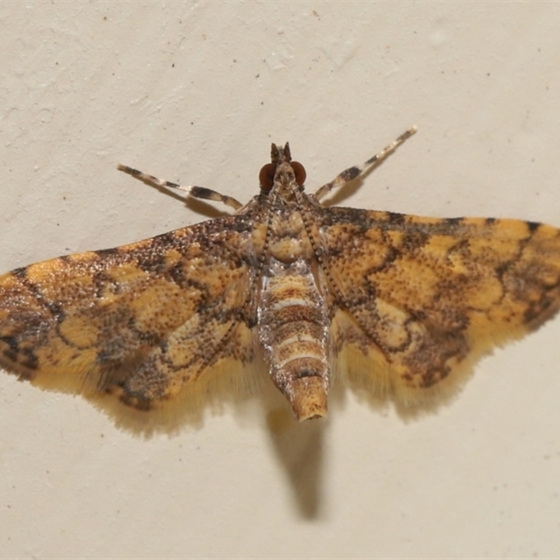 Metasia tiasalis