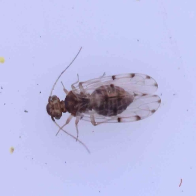 Ectopsocus sp. (genus)