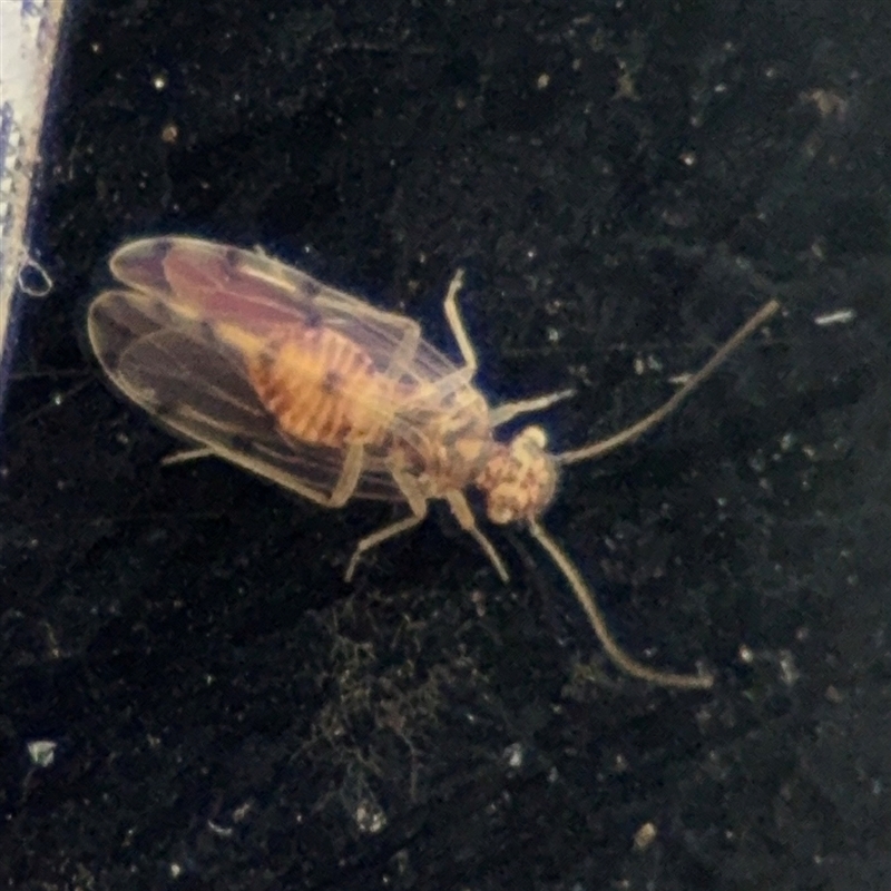 Ectopsocus sp. (genus)