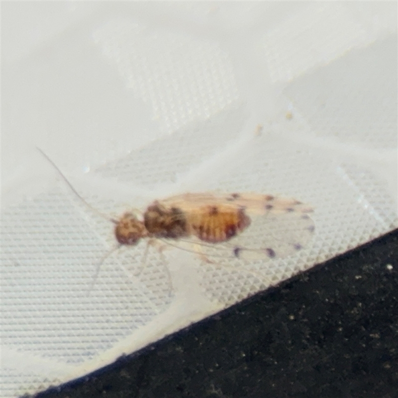 Ectopsocus sp. (genus)