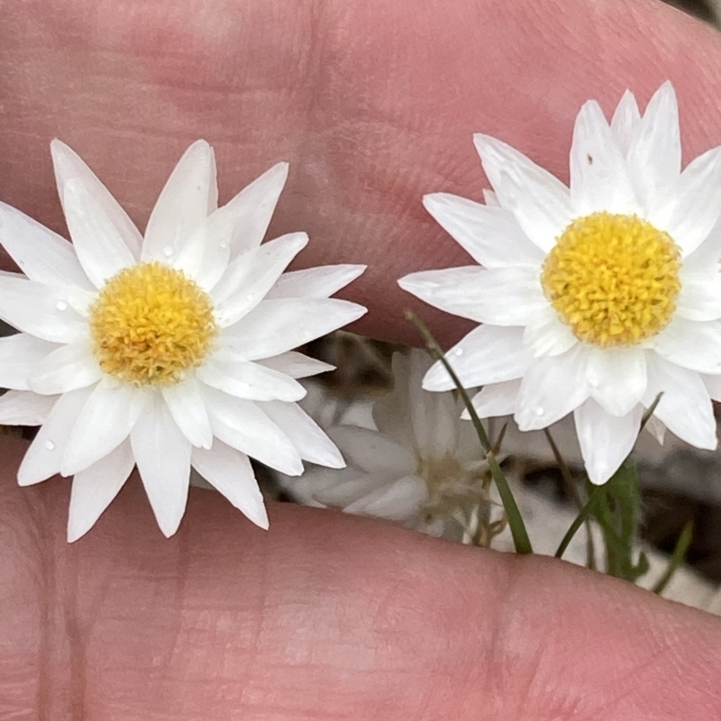 Hyalosperma praecox