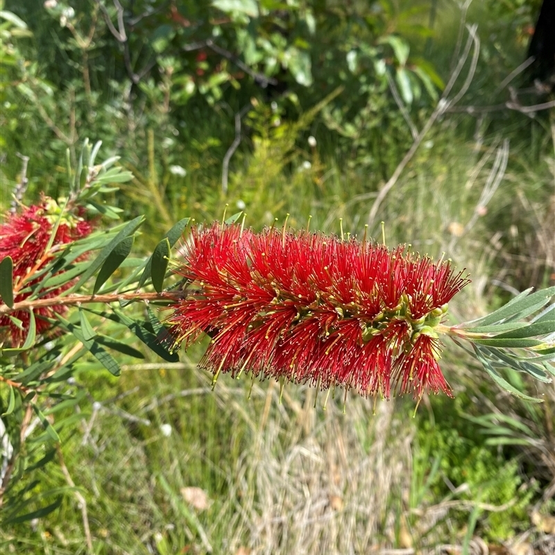 Melaleuca pachyphylla