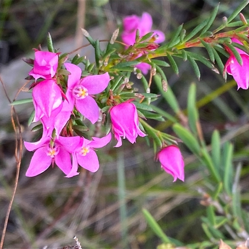 Boronia falcifolia