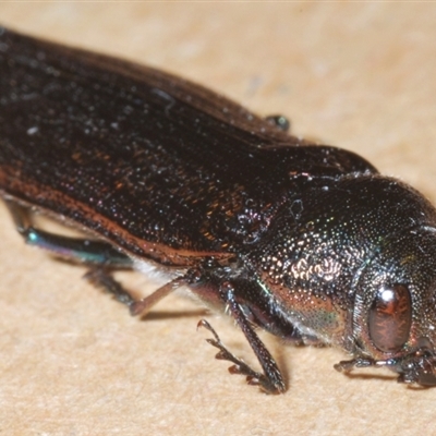 Buprestidae sp. (family)