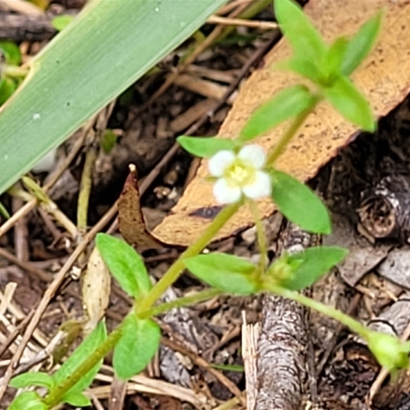 Mitrasacme paludosa