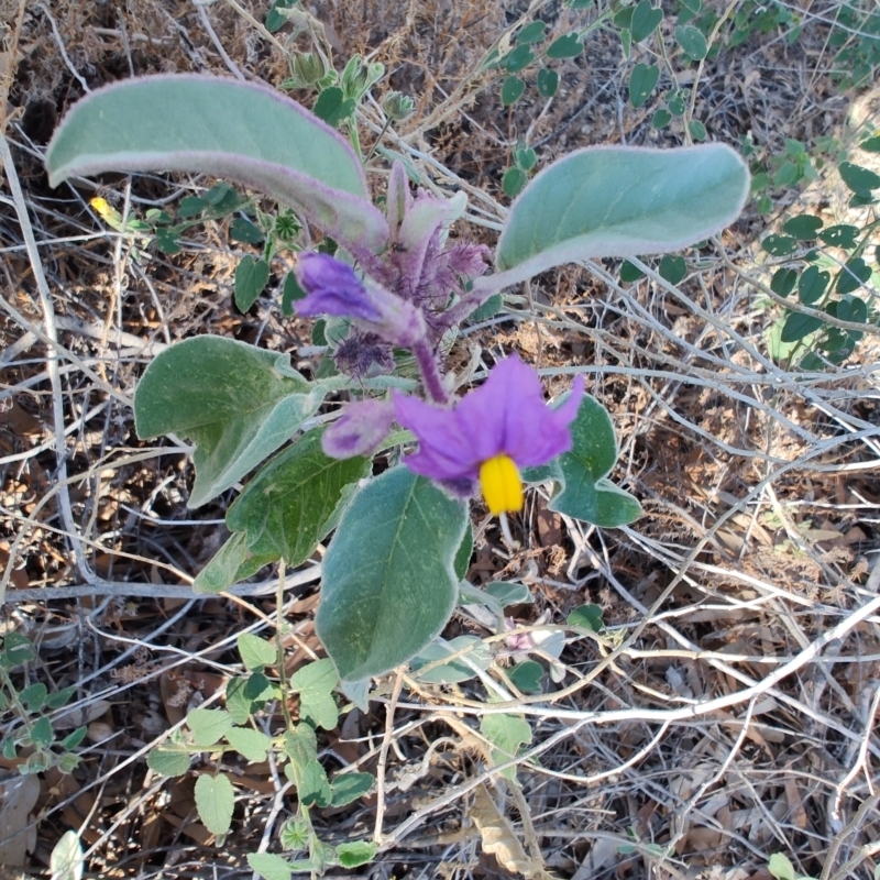 Solanum callosum