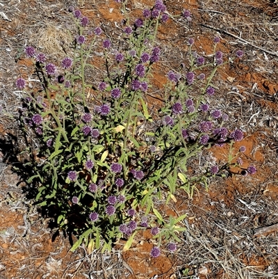 Pterocaulon sphacelatum