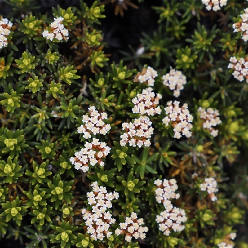 Ozothamnus ledifolius