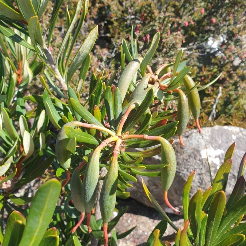 Telopea truncata