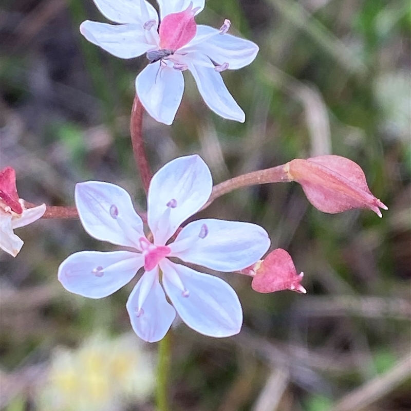 Burchardia umbellata