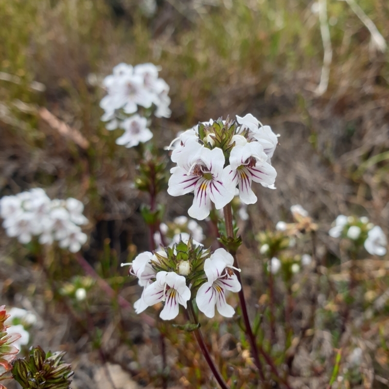 Euphrasia striata