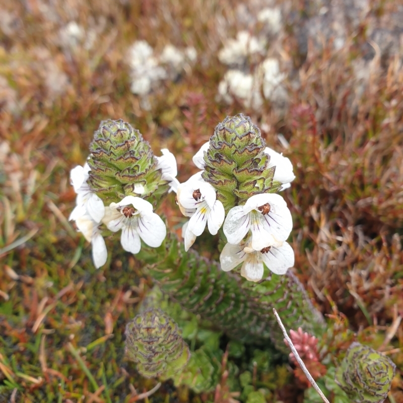 Euphrasia gibbsiae