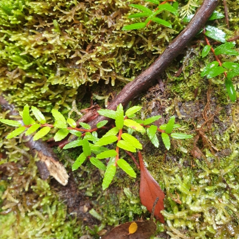 Prionotes cerinthoides